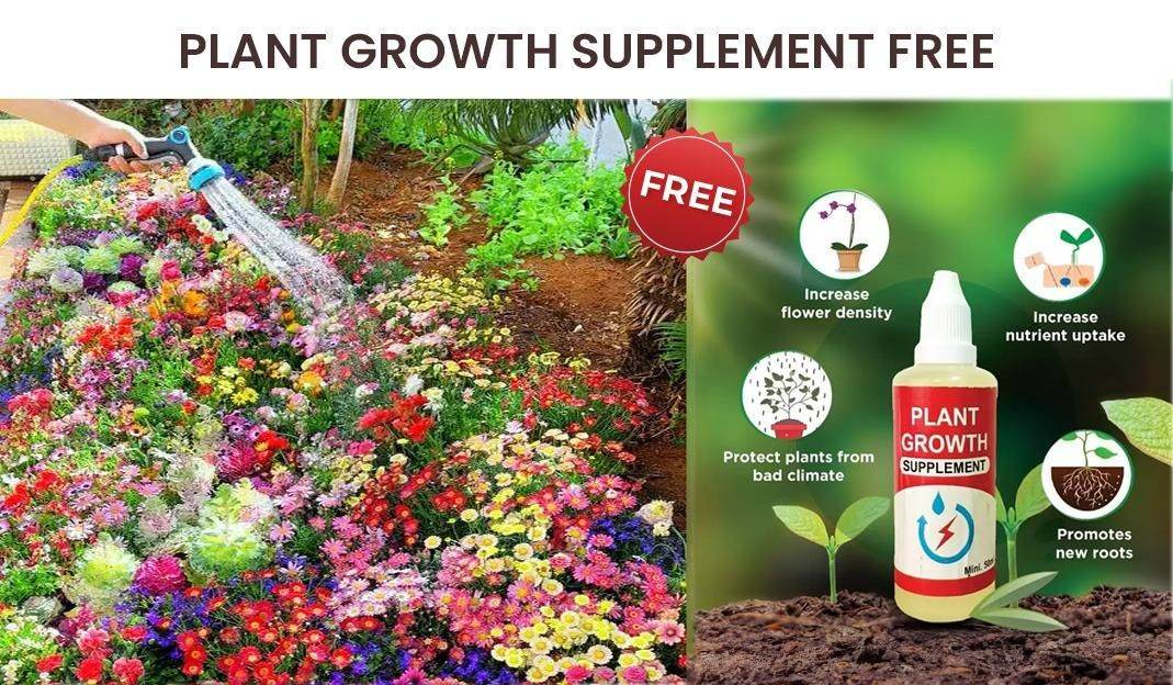 Affordable Flower Seeds for Home Garden - online shope