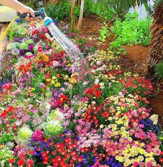 Affordable Flower Seeds for Home Garden - online shope