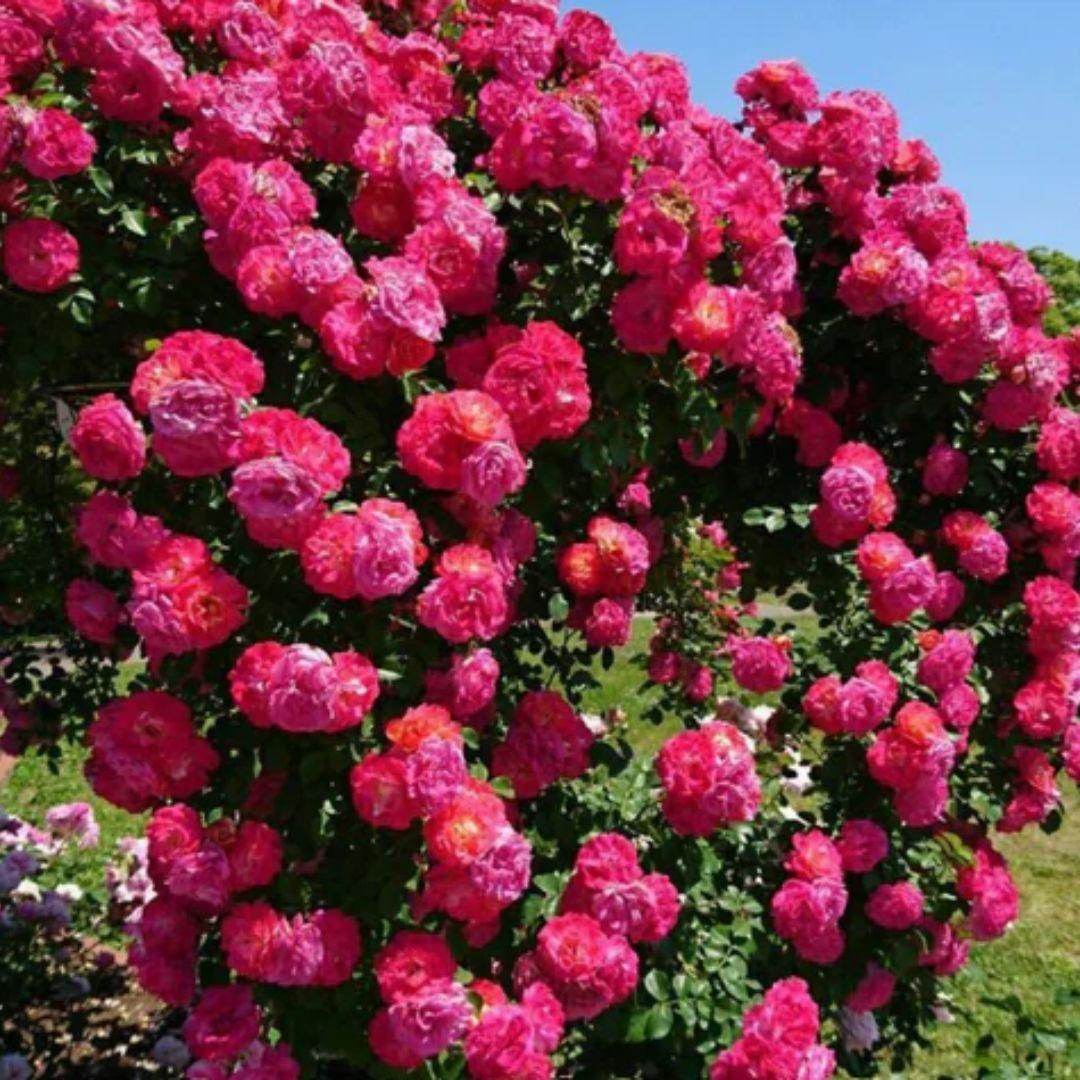 A vibrant rose bush covered in blooming, pink roses against a blue sky.