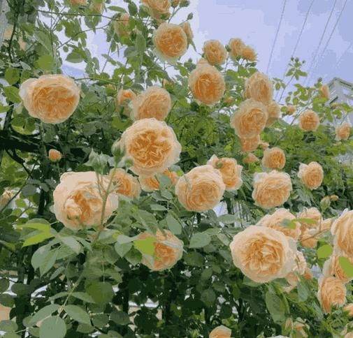 Bush of pale peach roses.